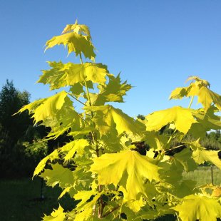 Acer platanoides 'Princeton Gold'