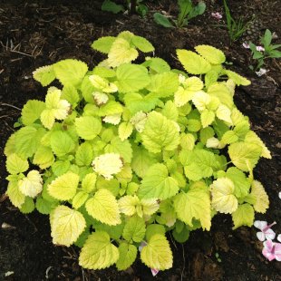 Melissa officinalis ‘Gold Leaf’ 