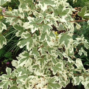 Acer campestre 'Carnival'