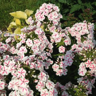 Phlox paniculata 'Twister'