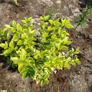 Ligustrum vulgare ‘Aureovariegatum’