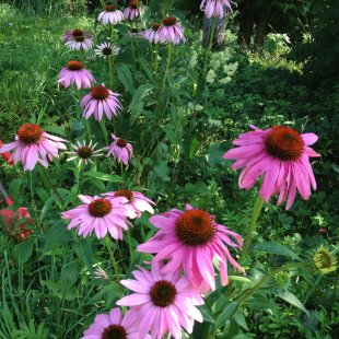 Ehinacea purpurea