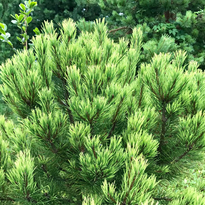 Pinus mugo 'Albospicata Domschke'