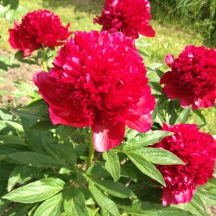 Paeonia ‘Red Charm’