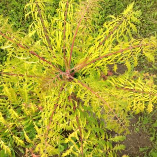 Rhus typhina ‘Tiger Eyes’ / ‘Bailtiger’ 