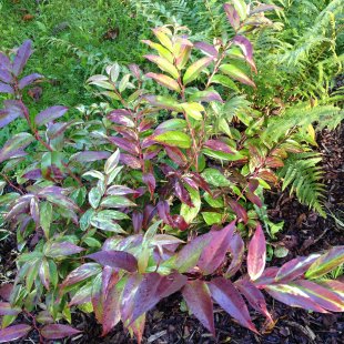 Leucothoe fontanesiana 'Rainbow' 