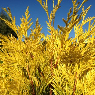 Thuja plicata ‘Golden 4 ever’
