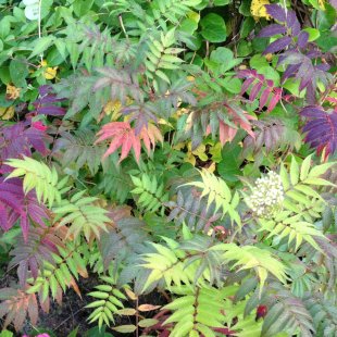 Sorbaria sorbifolia 'Sem'