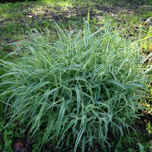 Phalaris arundinacea 'Variegata'
