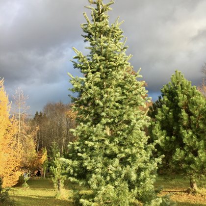 Abies concolor