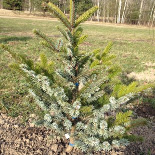 Picea bicolor