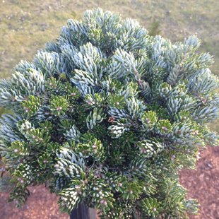Abies koreana 'Kohout's Icebreaker'