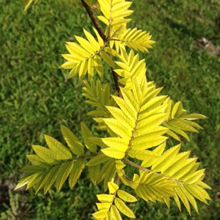 Sorbus aucuparia 'Dirkenii'