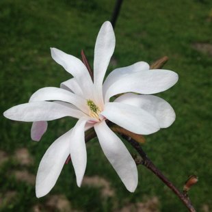 Magnolia x loebneri 'Leonard Messel'