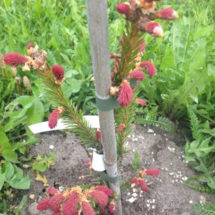 Picea abies 'Cruenta'