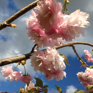 Prunus serrulata 'Shirofugen'