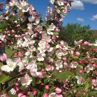 Malus 'Mary Potter'