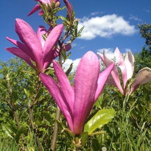 Magnolia 'Susan'
