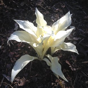 Hosta 'White Feather'