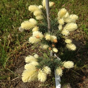 Picea pungens 'Bialobok'