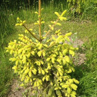 Picea abies 'Aurea Magnifica'