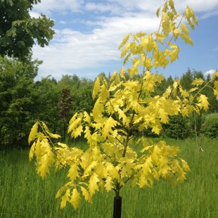 Quercus rubra 'Aurea'