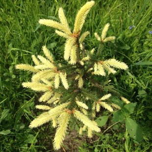 Picea abies 'Finedonensis'