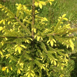 Picea abies 'Lubecensis'