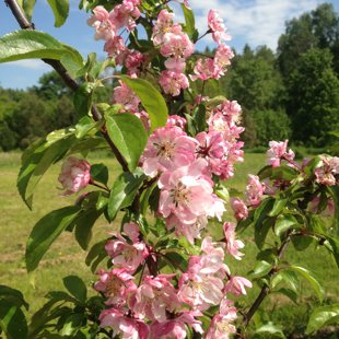 Malus 'Van Eseltine'