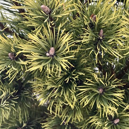 pinus mugo 'Albospicata Domschke'