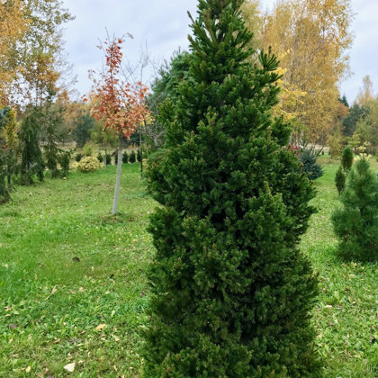 Picea abies 'Dundaga'