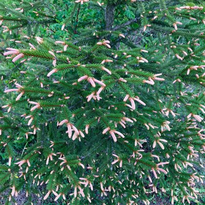 Picea abies 'Rosea Spicata'