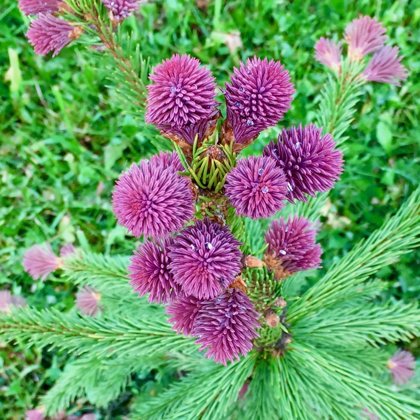 Picea abies 'Rubra Spicata'