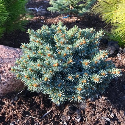 Picea engelmanii 'Busch's Lace'