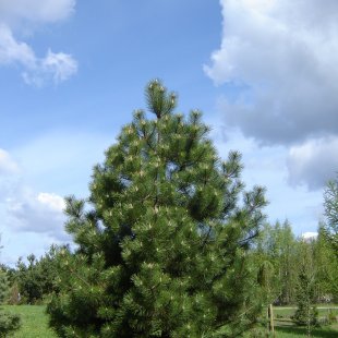 Pinus nigra var. austriaca