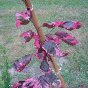 Fagus sylvatica 'Roseomarginata' / ‘Purpurea Tricolor’