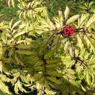 Sambucus racemosa 'Plumosa Aurea'