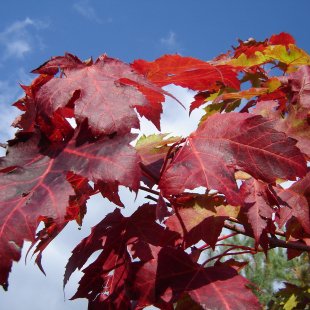Acer freemanii 'Autumn Fantasy'