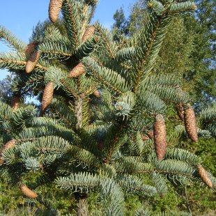 Picea asperata 'Mayeri'