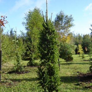 Picea abies 'Cupressina'
