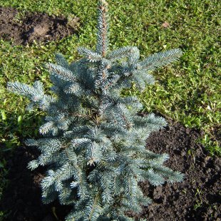 Picea pungens