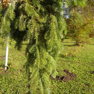 Abies veitchii ‘Pendula’