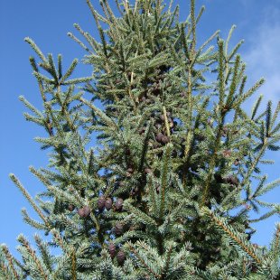 Picea mariana