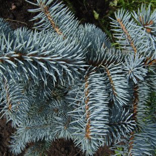 Picea pungens 'Endtz'