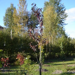 Cerasus serrulata (Prunus serrulata) ‘Royal Burgundy’