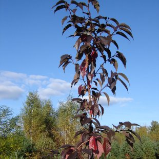 Cerasus serrulata (Prunus serrulata) ‘Royal Burgundy’