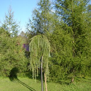 Larix decidua ‘Pendula’