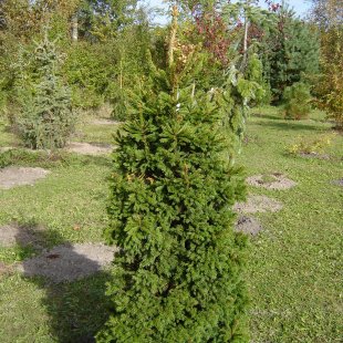 Picea abies 'Dundanga'