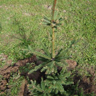 Picea abies 'Eremita'