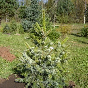 Picea omorika 'Zuckerhut'